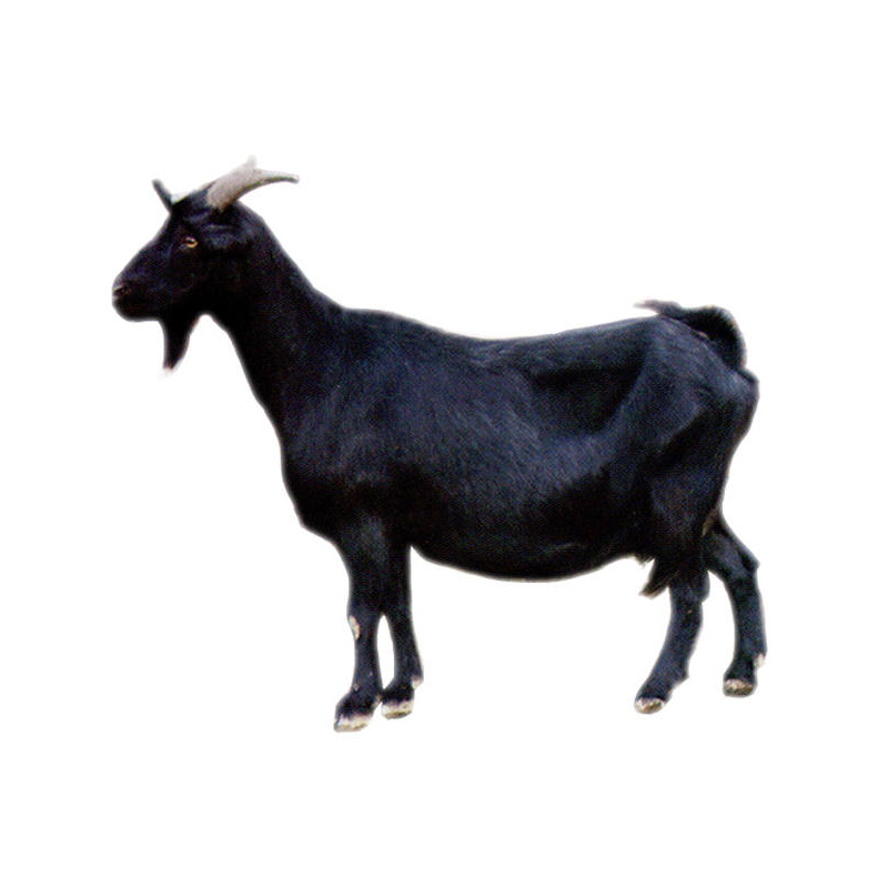 纯种努比亚黑山羊大型成年种羊黑山羊活体怀孕母羊繁育小羊羔一对