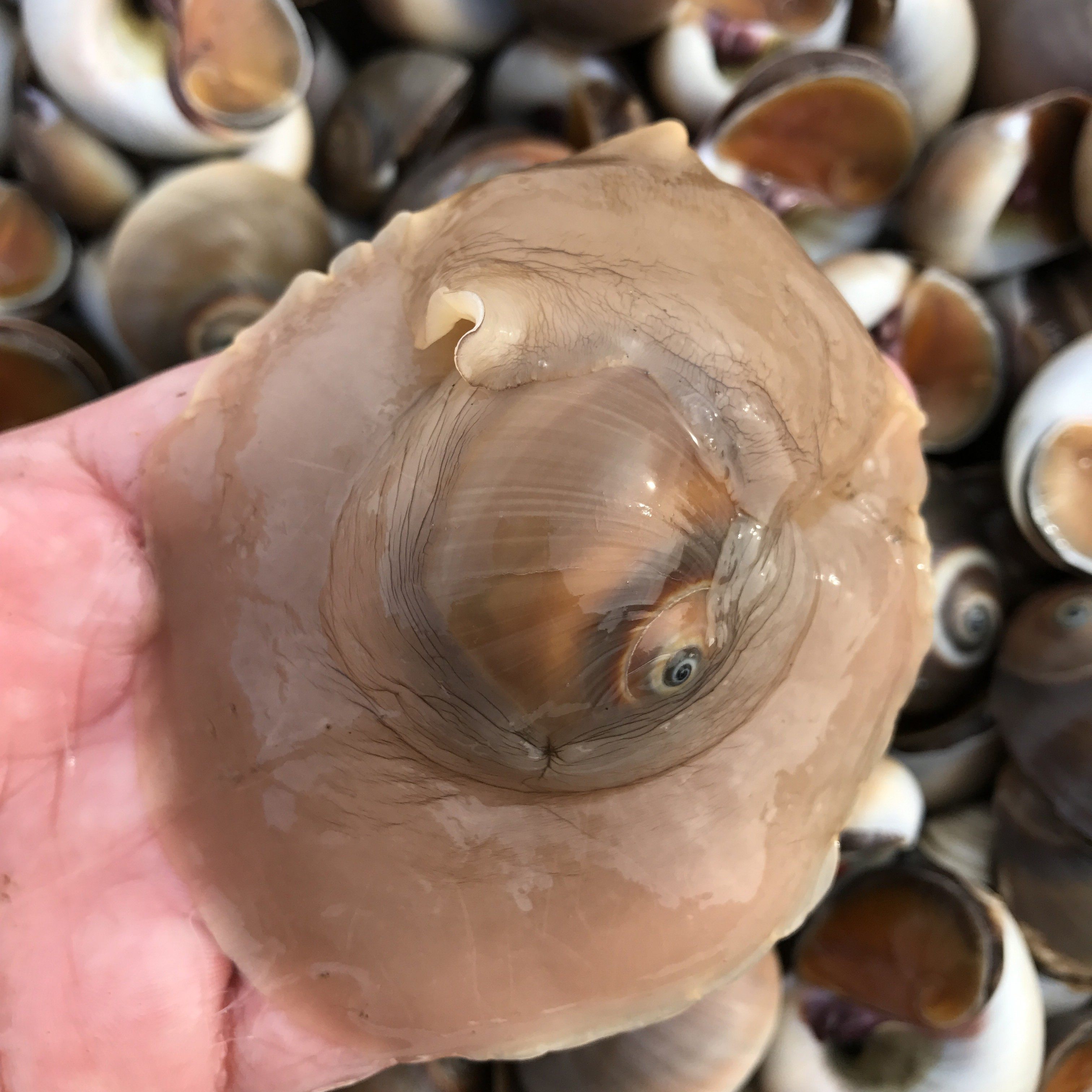 香螺源鲜生顺丰肚脐黄玉猫眼鲜红海鲜新鲜红野生海螺