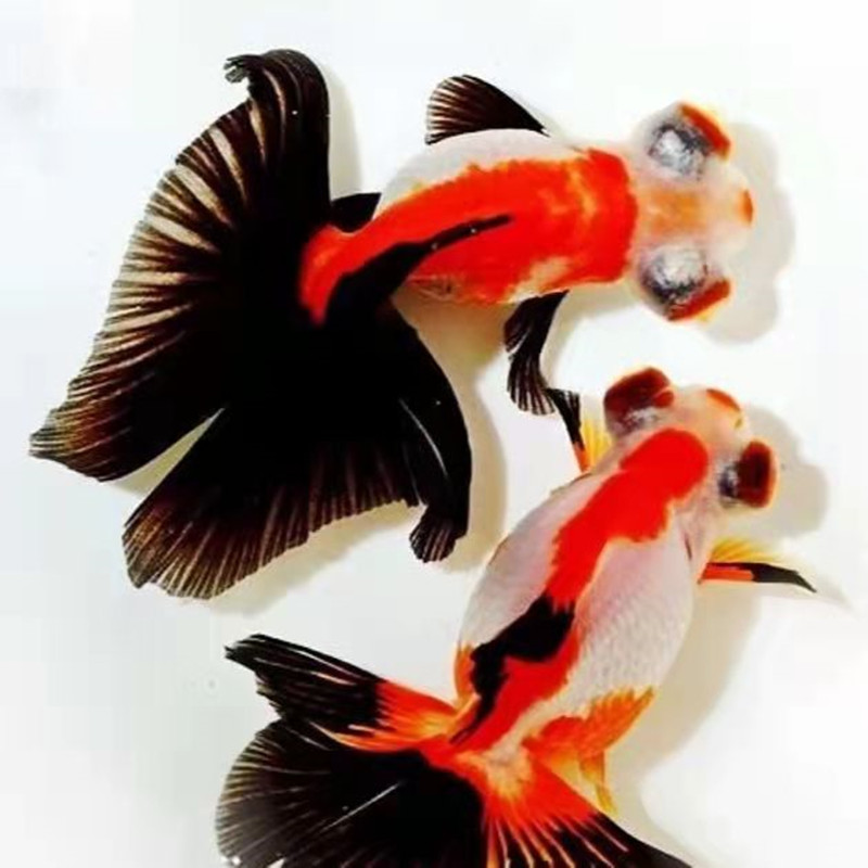 熊猫金鱼蝶尾包活精品碟尾红白包金活体冷水鱼鱼