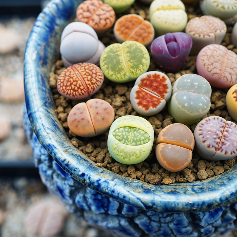 生石一拍土包带盆套餐石头pp多肉一物拼盘多肉植物