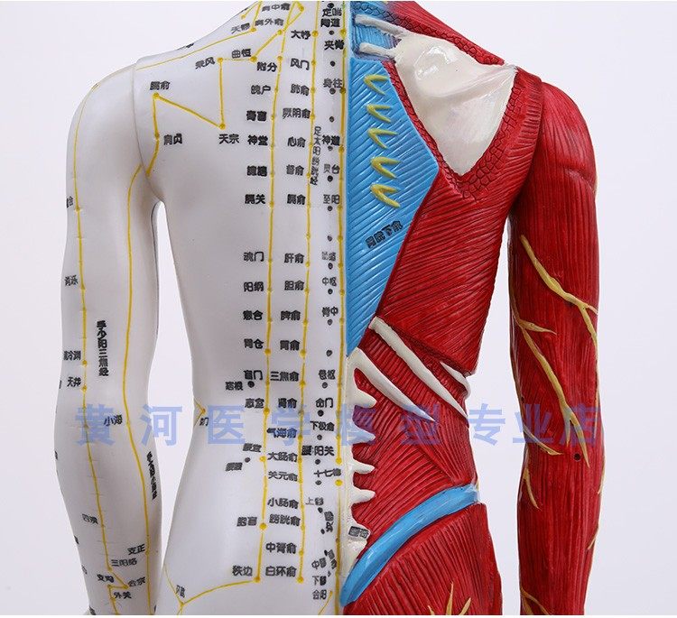 半皮肌肉解剖人体穴位模型经络按摩男女针灸其他模型玩具