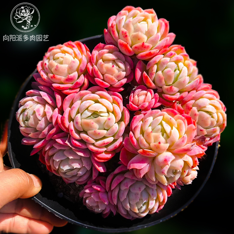 双子柠檬胭脂奶油贝瑞瑞莲月影多肉植物一物多肉植物