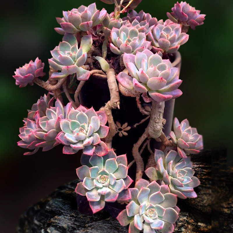 多肉红粉佳人人小老桩植物纯露一物一拍桩子多肉植物