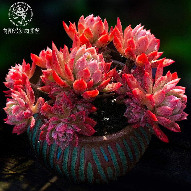 安娜火焰杯秋焰小老桩多肉植物一物多肉植物