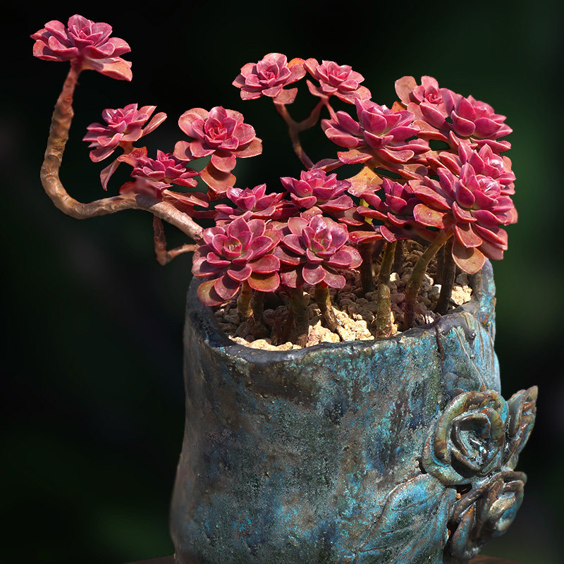 巧克力方砖多植物一物一拍老桩群生窗台阳台绿植多肉植物