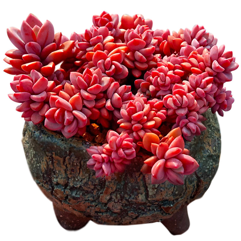 紫心群生小老桩多肉植物一物一拍带盆栽好养满包邮向阳派园艺种植