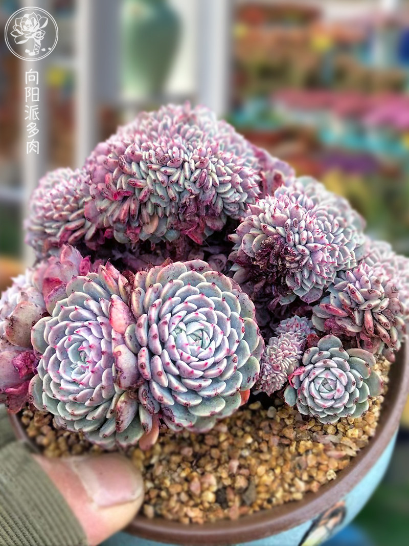 纸风车阳派包邮植物多肉系列桩姬你老迷你一拍多肉植物