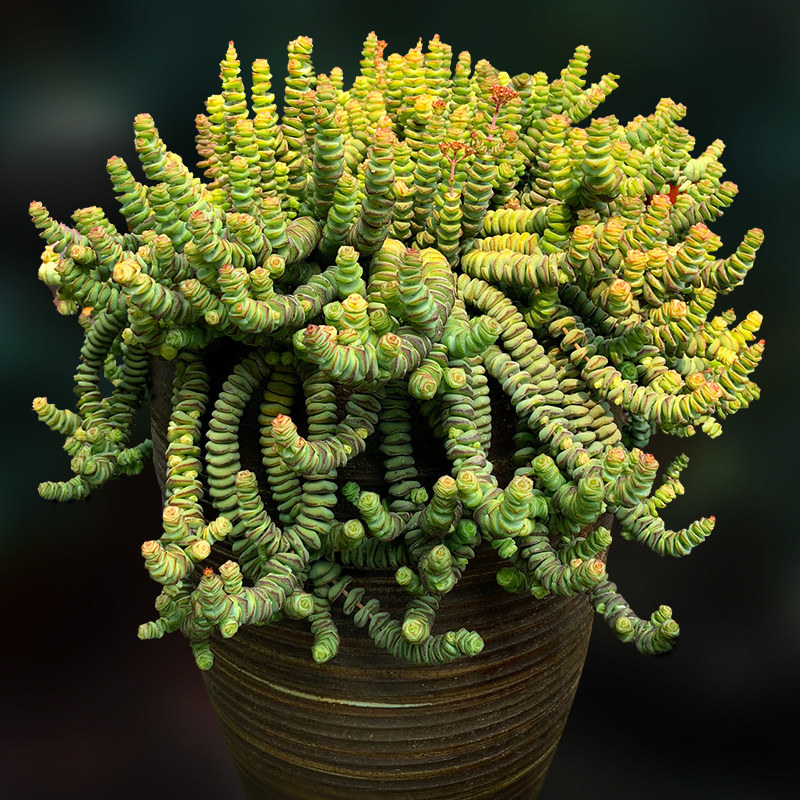 多肉钱串群生大老迷你胖钱串植物一物一拍花卉多肉植物