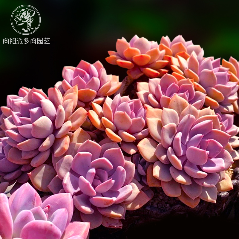 多肉黛比戴比紫色植物群生老桩包一物一拍盆栽多肉植物