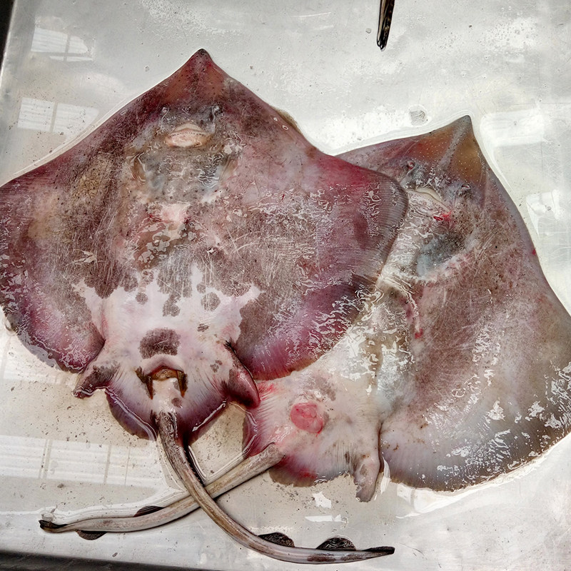 老板大蝶鱼孔鱼鳐鱼鲂锅盖子鱼鱼铧鲜活海鲜比目鱼