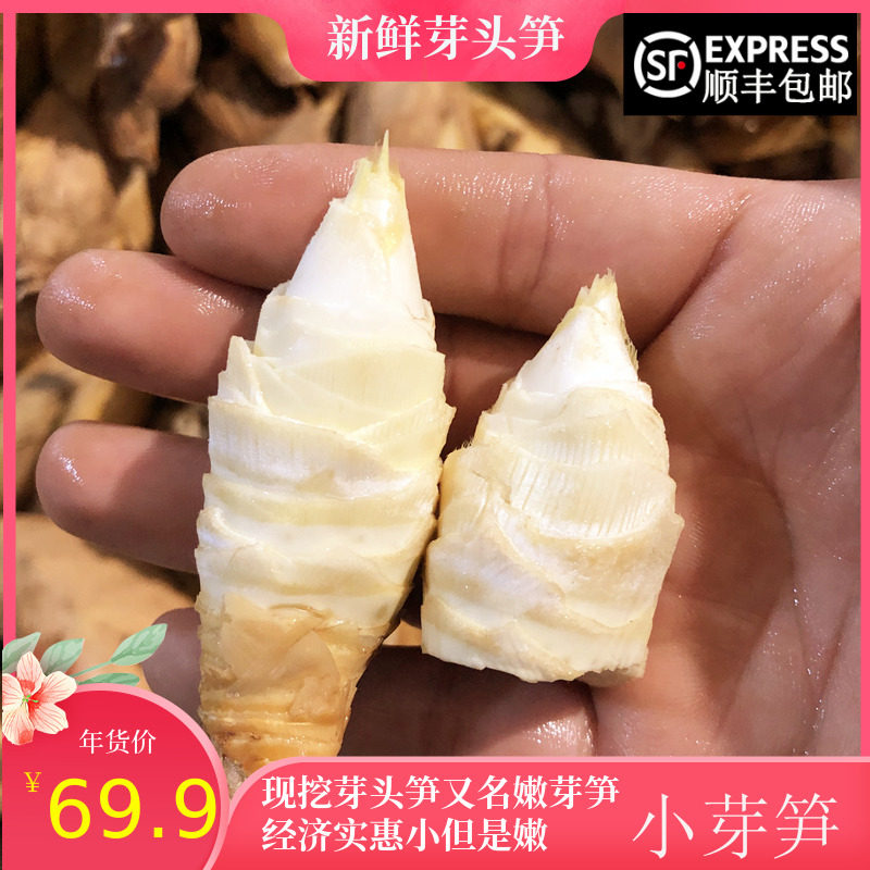 新鲜小冬笋芽头笋5斤酒店食堂用高山现挖小竹笋毛竹笋嫩芽笋团笋