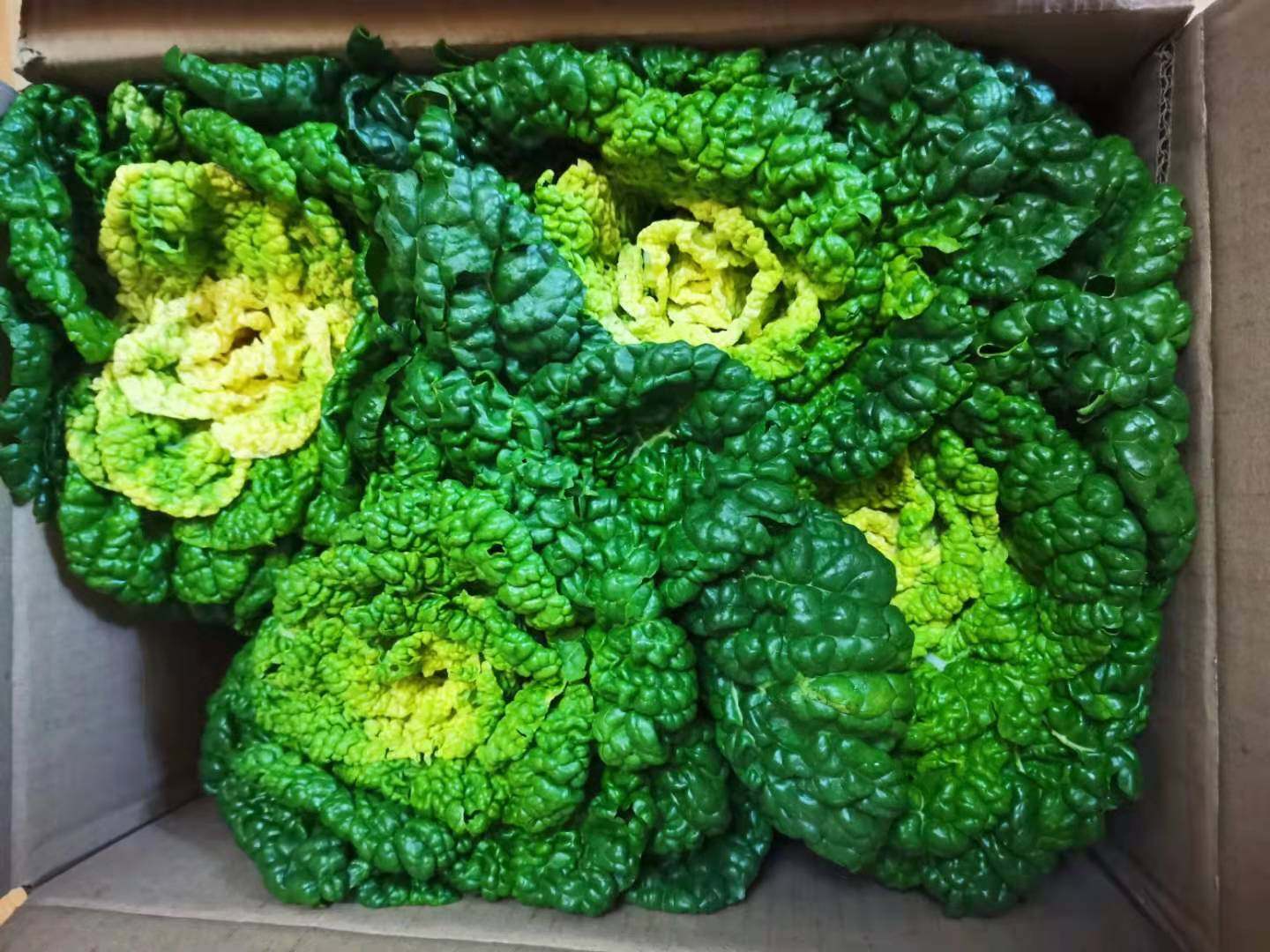 河南信阳蔬菜固始新鲜现挖霜打黄心菜青菜农家叶菜类