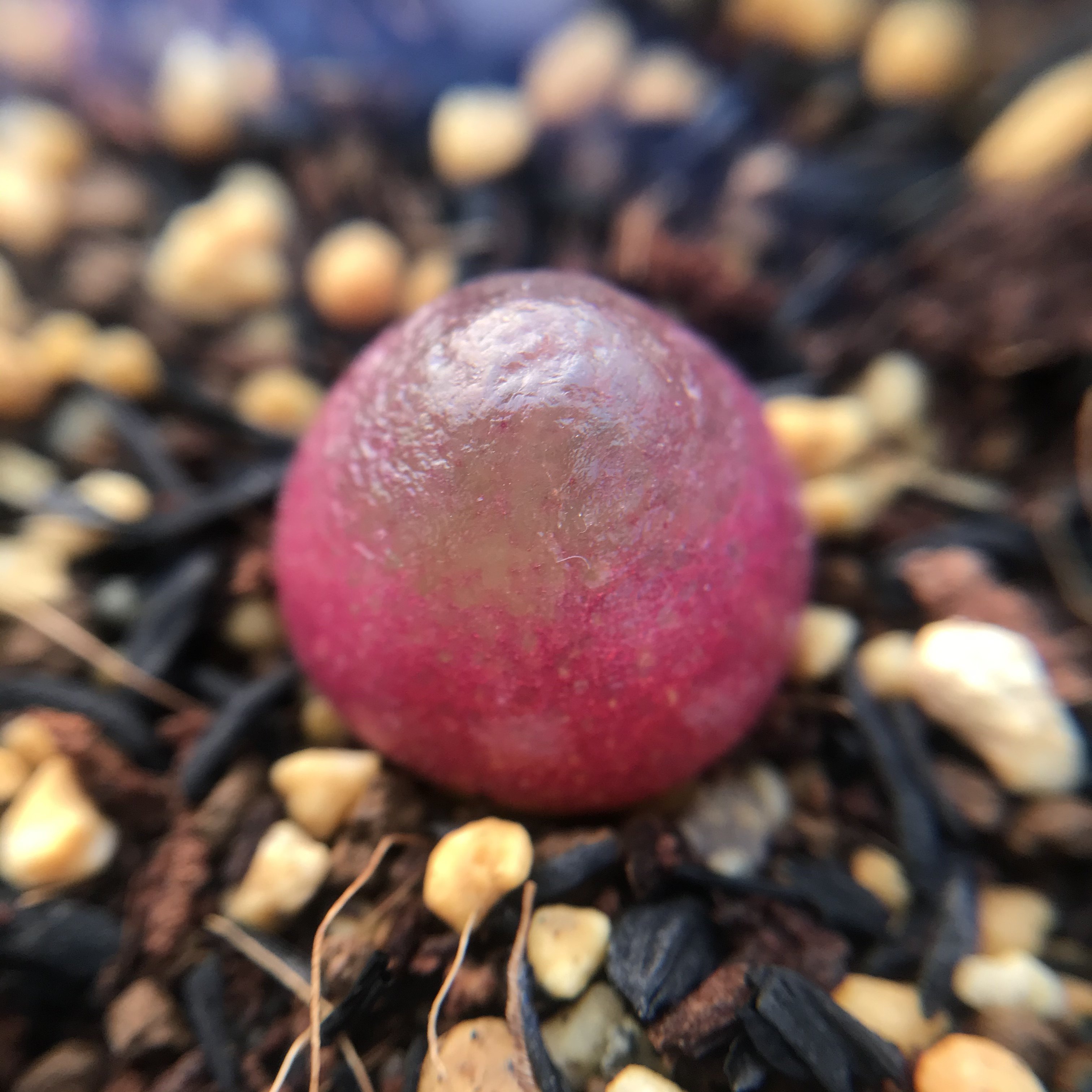 灯泡肉锥母本sh409一物一拍生石花肉石生花多肉多肉植物