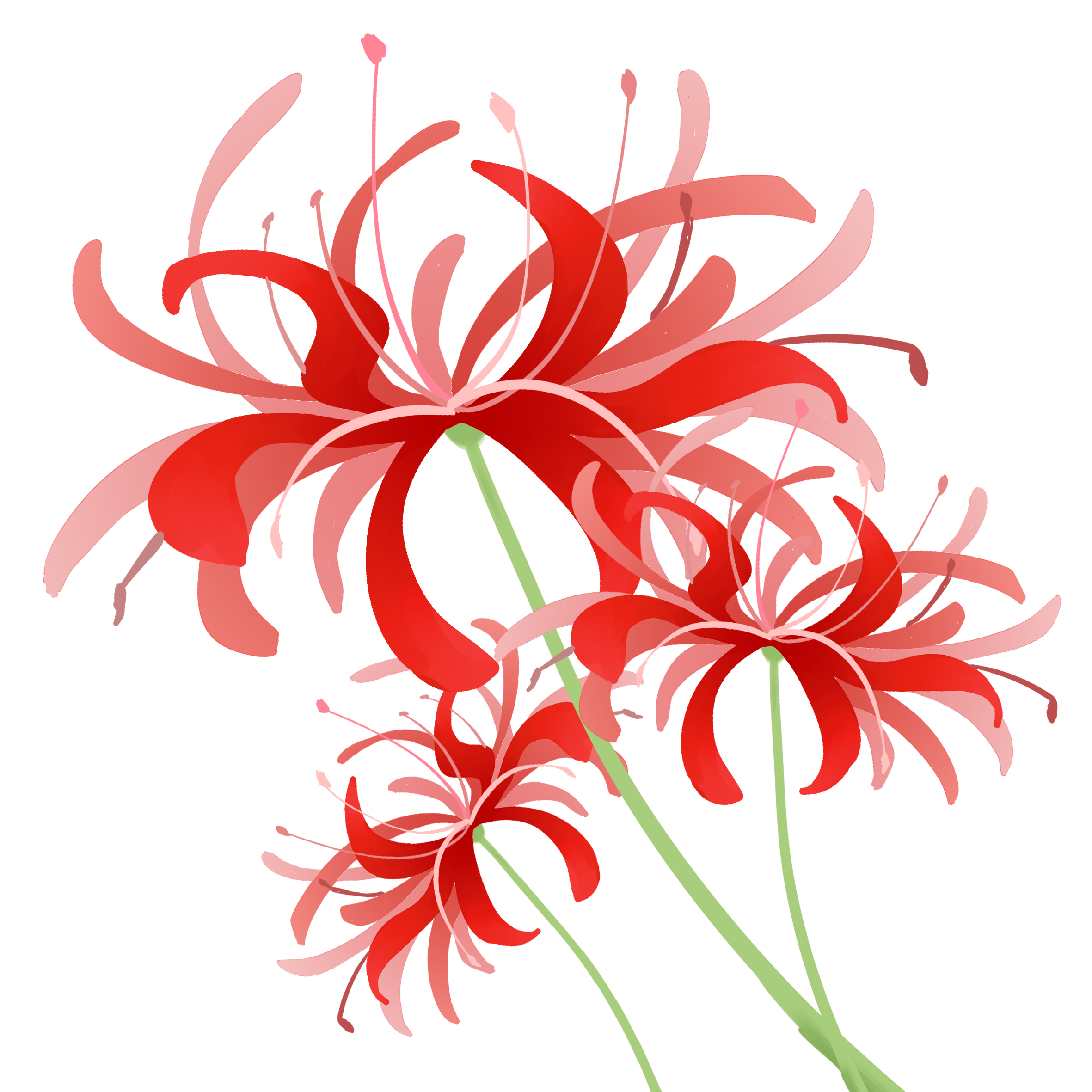 手绘唯美轮回红色彼岸花曼珠沙华花卉海报小说封面店面招牌