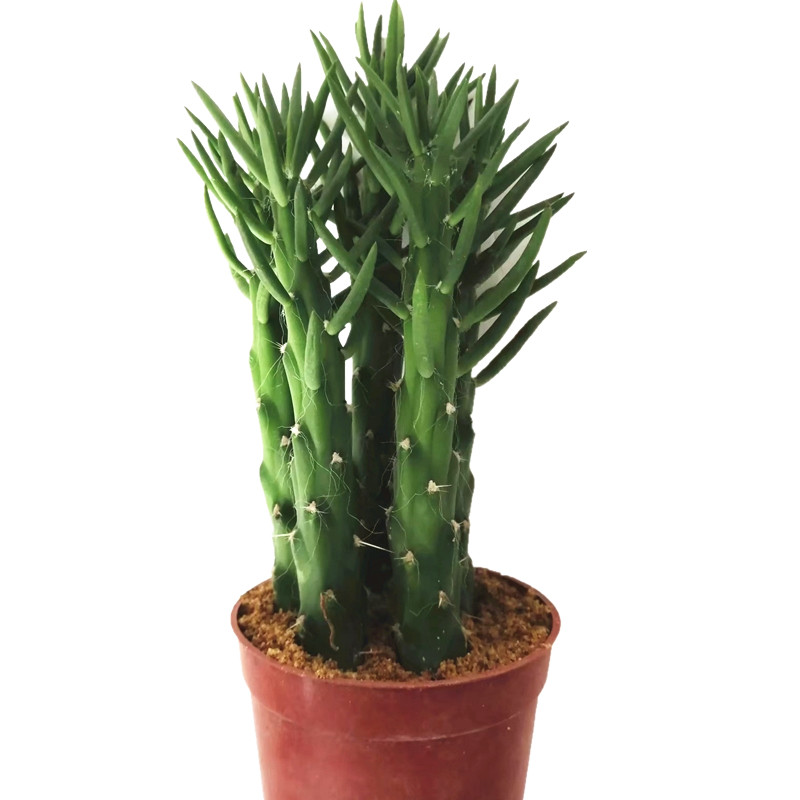 仙人稀有仙人掌掌科沙漠将军柱多植物盆栽室内多肉植物