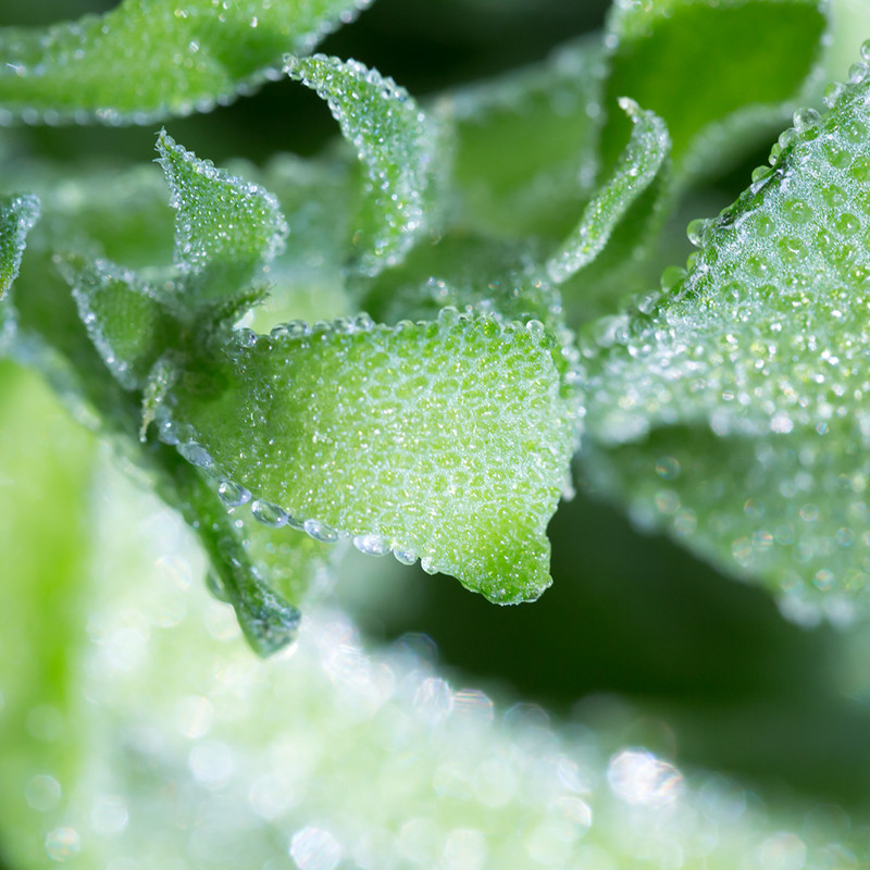 新鲜冰草500g冰菜冰叶西餐凉拌火锅生吃沙拉其它