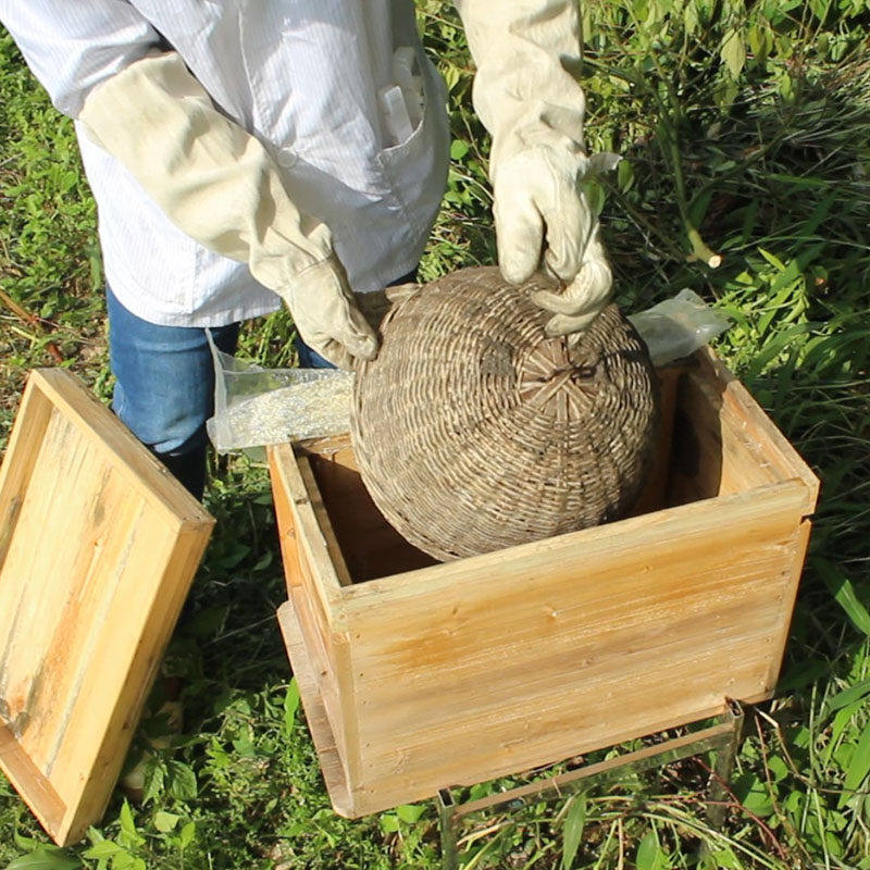 百朵千丛中蜂多功能简易收蜂笼竹制招蜂笼土蜂诱蜂笼养蜂工具包邮