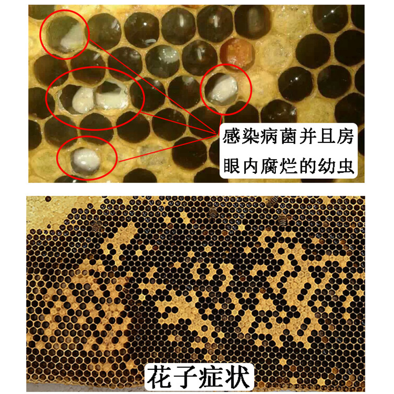 百朵千丛蜜蜂烂子灵囊状幼虫病中锋烂子病尖尾病养蜂用药蜂药包邮