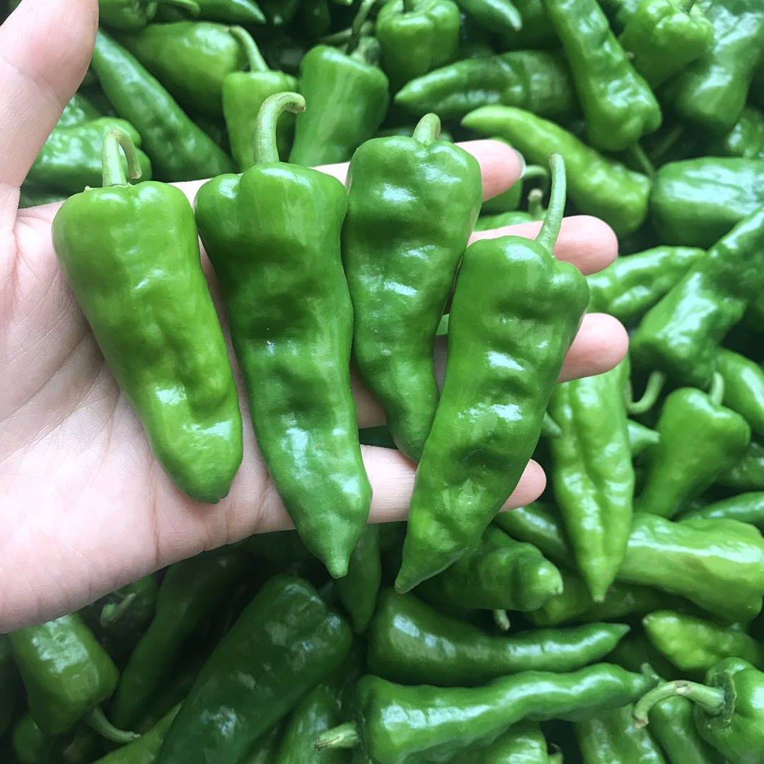 辣椒湖北农家自种新鲜超辣青椒本地薄皮精选辣椒