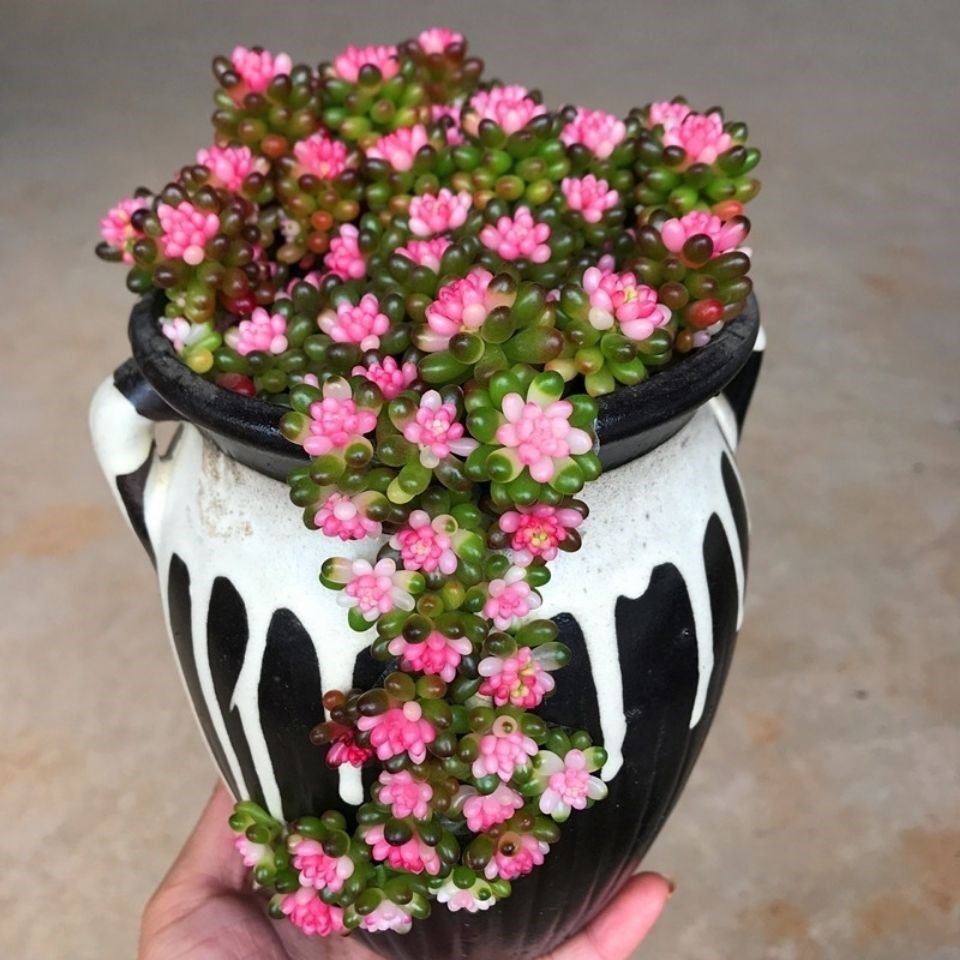 花卉浆果红心彩色多肉植物肉肉红色色浆果肉绿植