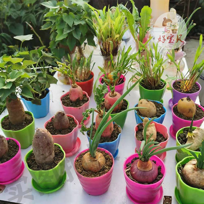 好宝贝培土发芽土豆幼儿园儿童儿童观观察日记植物绿植