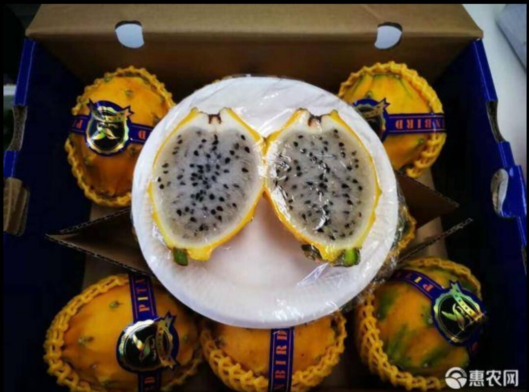 四季火龙火龙果果苗果树红心盆栽蓝皮季果耐寒果树