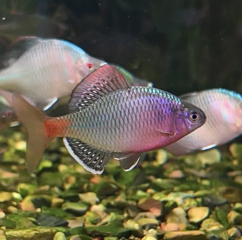 越南鳑鲏稀有中国原生冷水观赏鱼小型淡水鱼鱼