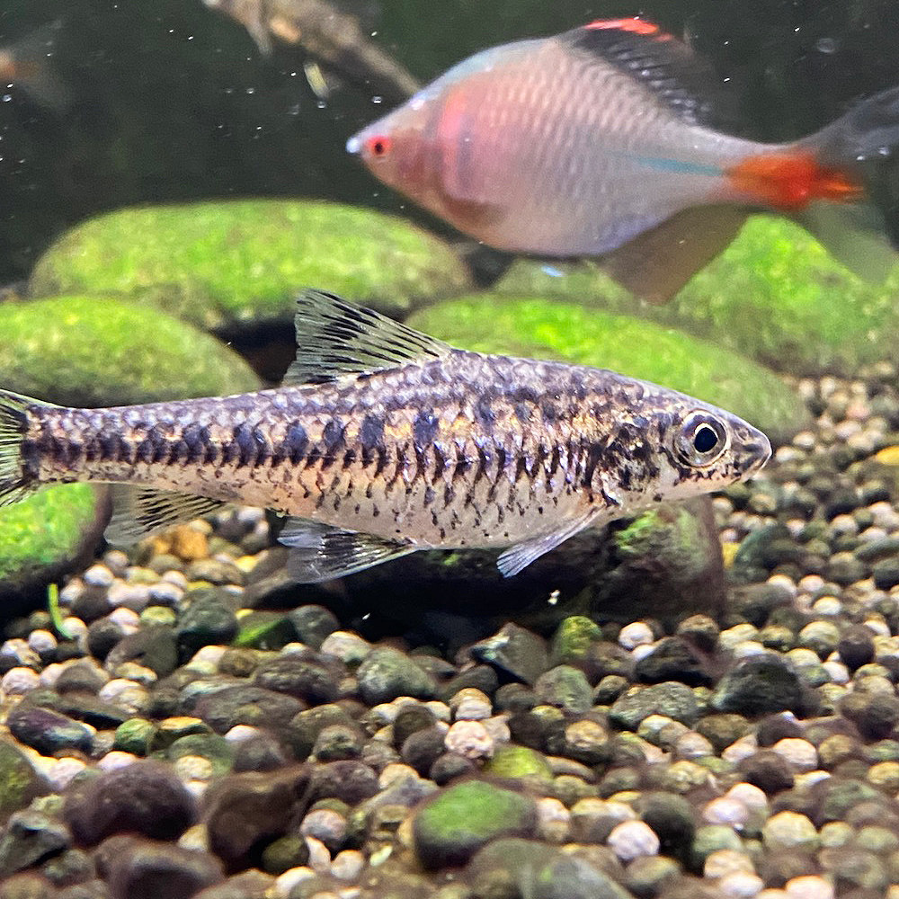 纹银鮈鱼小型原生淡水观赏鱼冷水鱼鱼