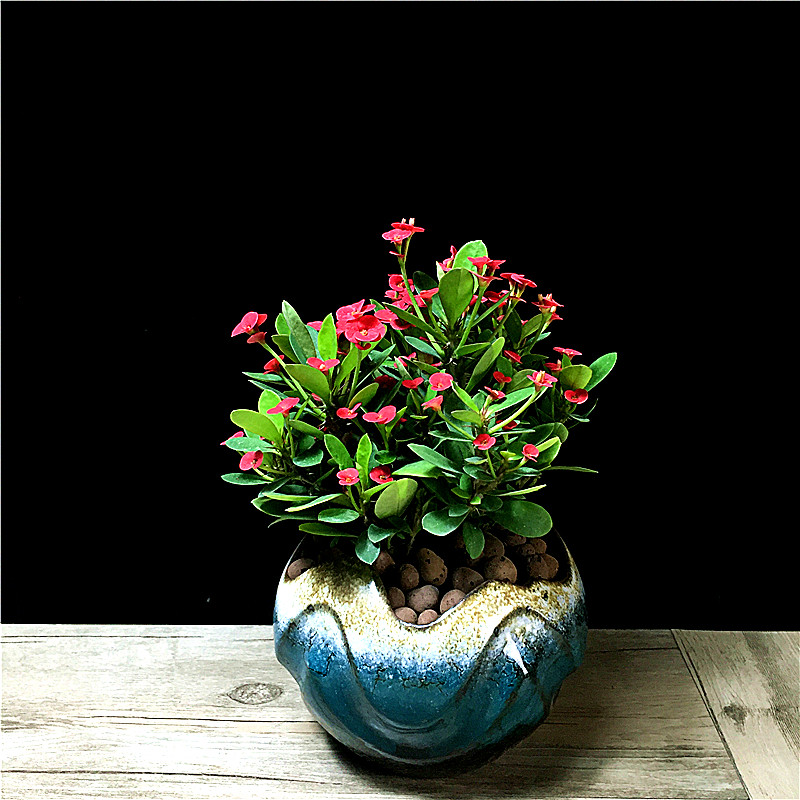 虎刺盆栽带花大花大叶老桩花卉开花不断室内花卉