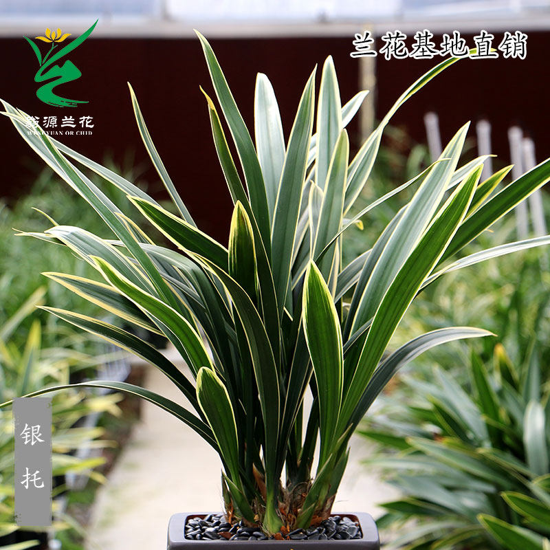 翁源兰花苗墨兰铭品银拖覆轮好易养银托银边浓香室内阳台花卉绿植