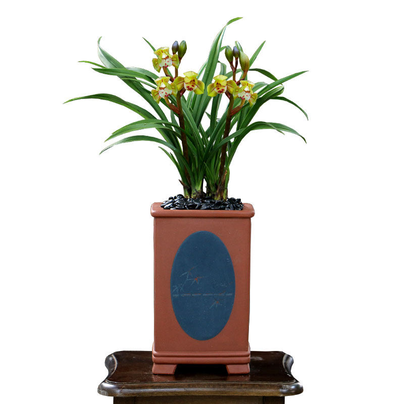 翁源兰花花苗兰草铭品忆香荷瓣浓香室内阳台国兰