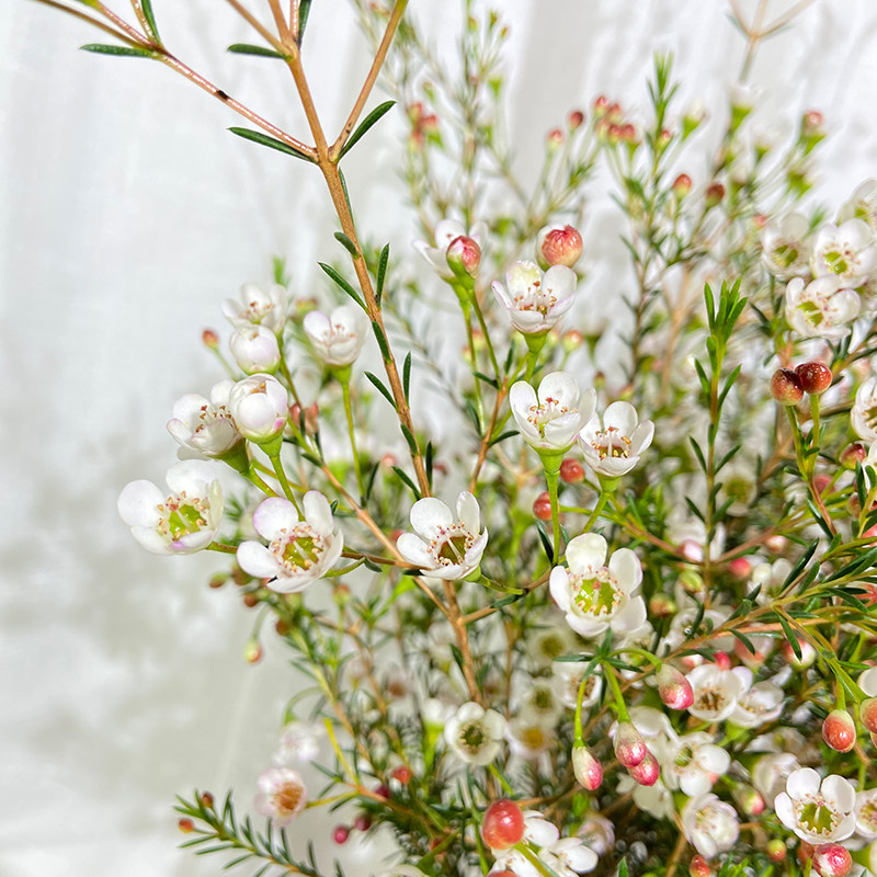 多色可选进口澳洲腊梅梅澳新鲜家庭办公室水养鲜花速递同城