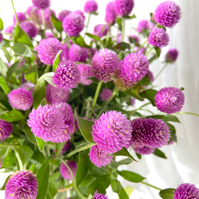 新鲜千日红粉色紫色白色云南鲜花配花可做干花鲜花速递同城