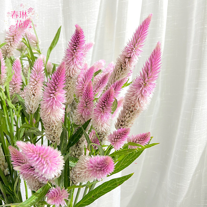 新鲜多头凤尾云南鲜花基地地直办公室家用水插花鲜花速递同城