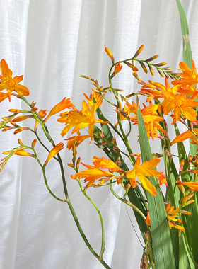 新鲜火焰兰鲜花家庭水养办公室搭配花束云南花基地直发婚礼花材春琳