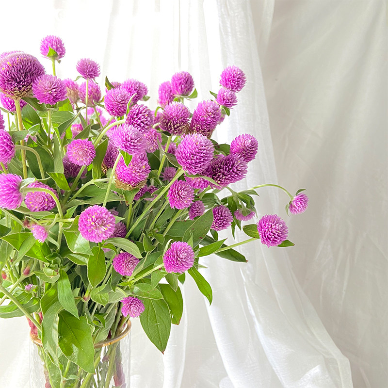 新鲜千日红粉色紫色白色云南鲜花配花可做干花鲜花速递同城