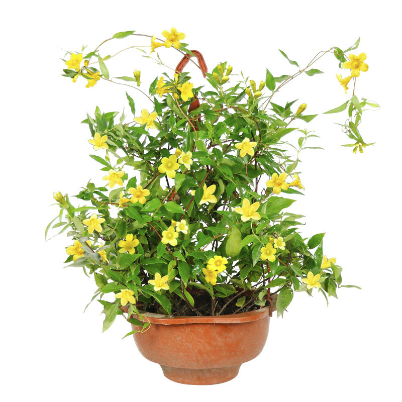 茉莉法国香水花苗爬藤植物耐寒盆栽花卉