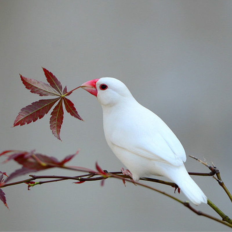 送鸟观赏鸟幼珍珠鸟繁殖白文鸟宠物鸟手玩鸟活体鸟