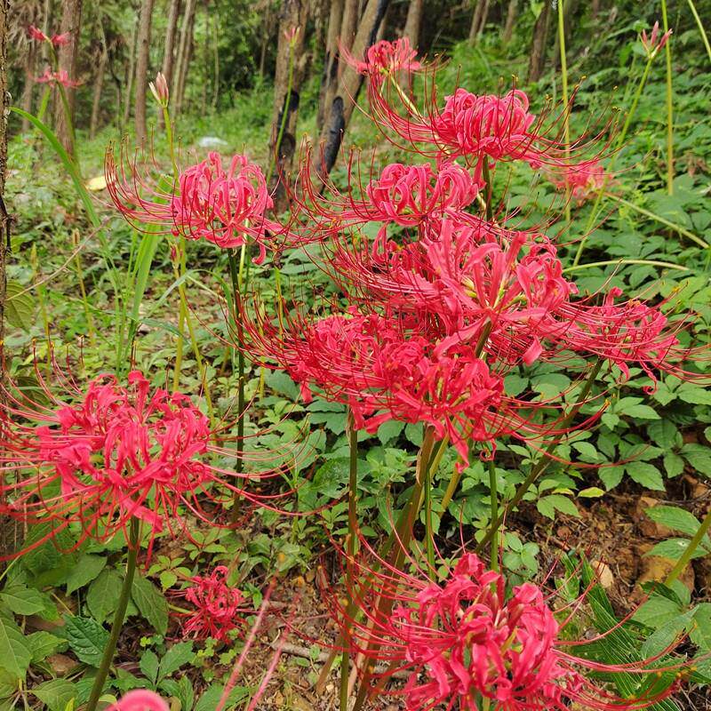 彼岸彼岸花花种农村发货按斤曼珠沙华盆栽栽种子石永生花
