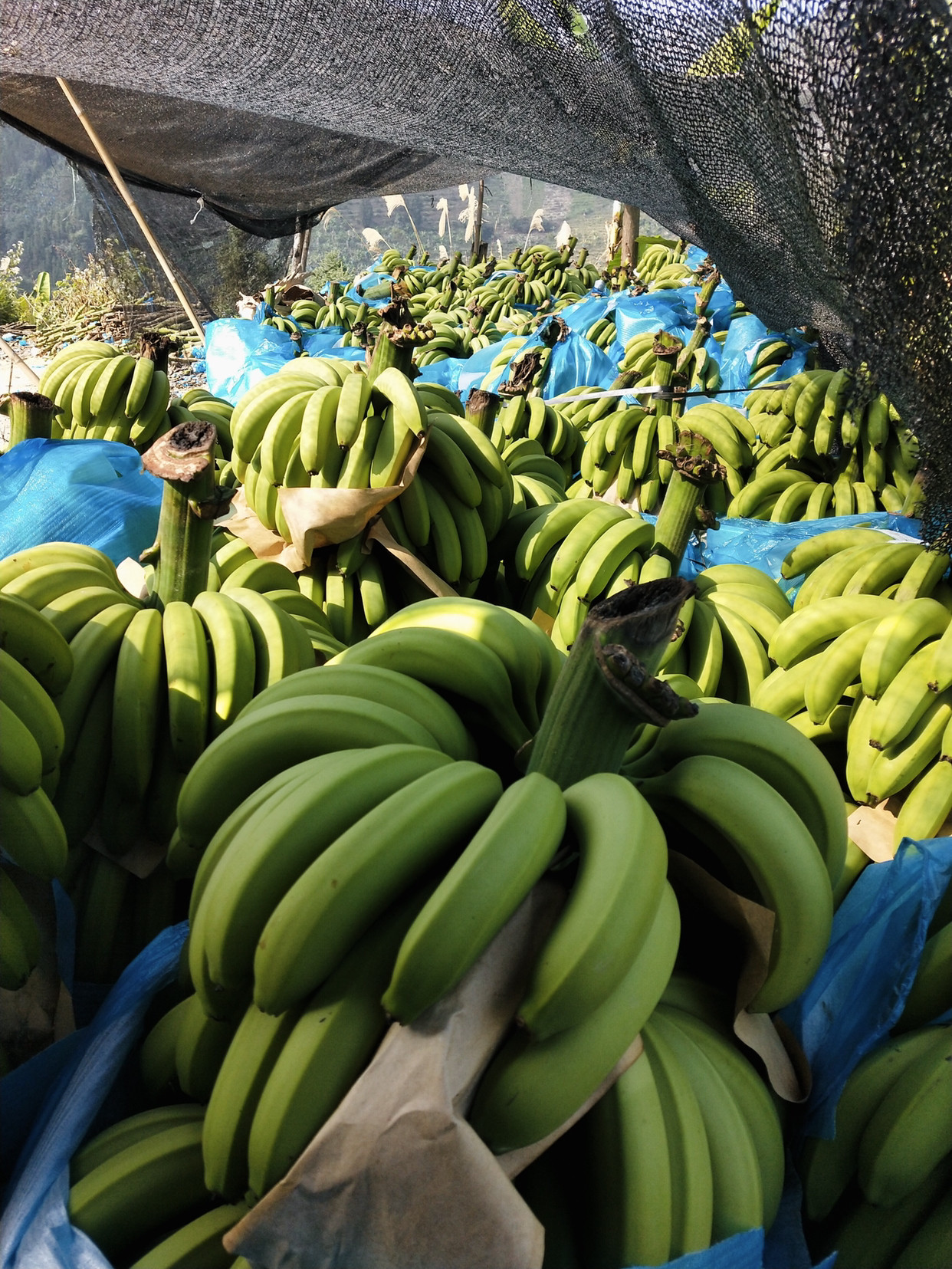 云南高山香蕉当季水果自然熟现气泡柱装新鲜香蕉