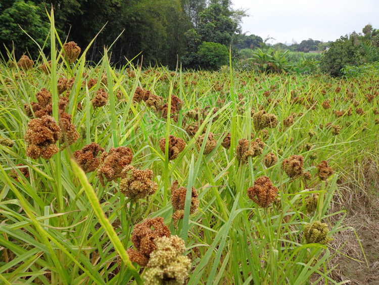 广西特产岑溪鸭脚粟粉龙爪粟米米粒鸡爪粟䅟面粉