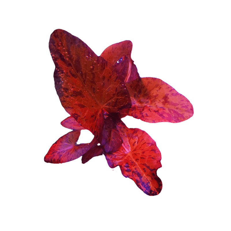 睡莲红虎植物后景前中造景鱼缸叶鱼缸水下水草水草