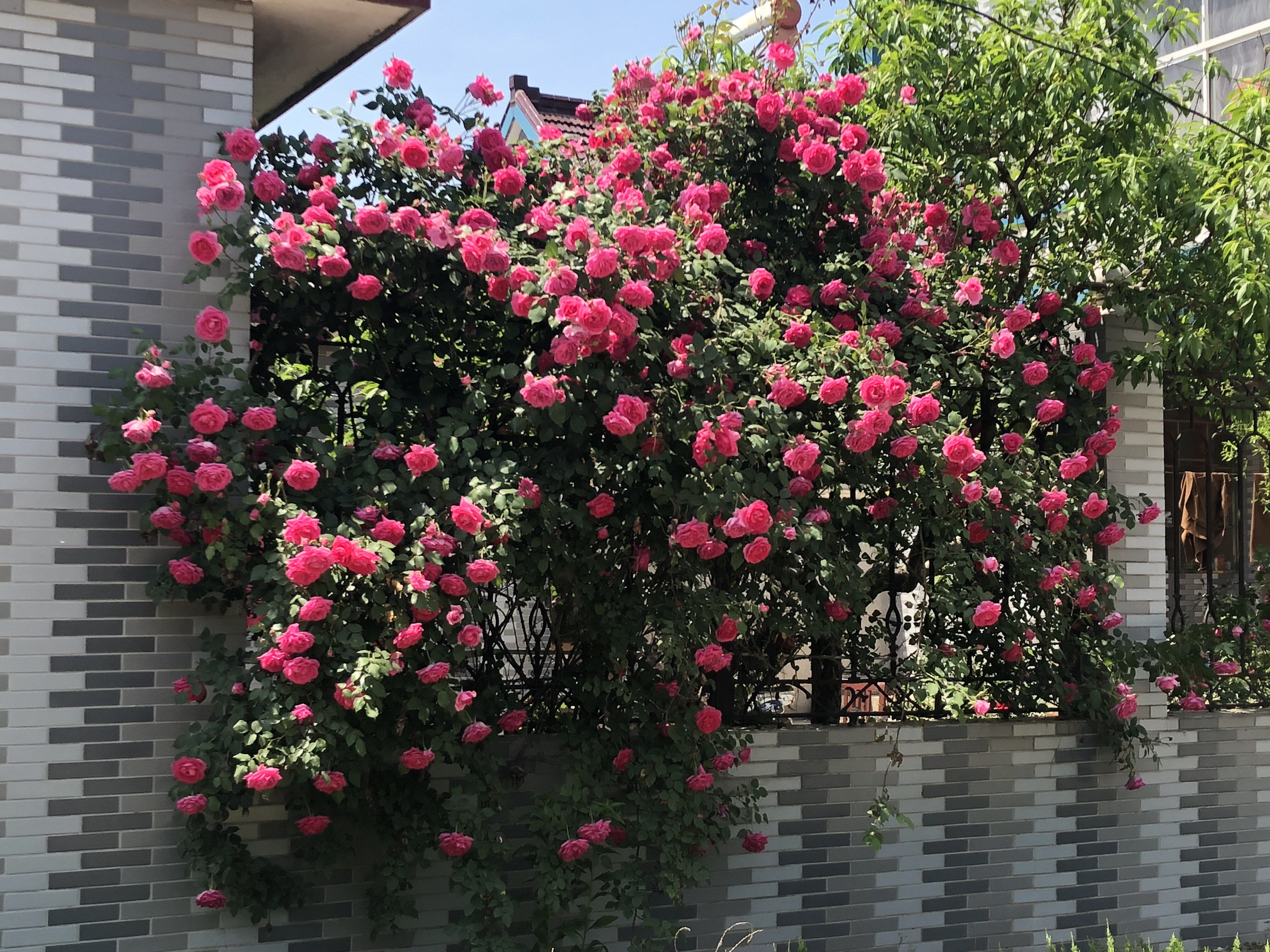 蔷薇花苗藤本月季大花浓香型爬藤植物庭院四季欧月玫瑰带花卉盆栽