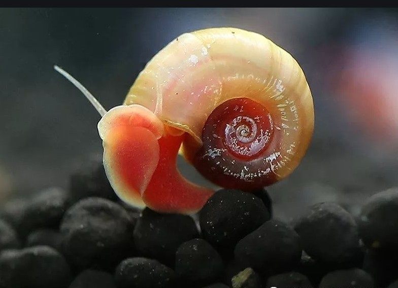 水族宠物活体饵料地图苹果田螺幼崽喂养潜水艇螺