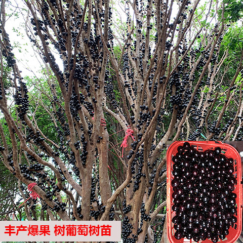 嘉宝果苗果树树苗台湾红妃艾斯卡名贵水果盆栽果树