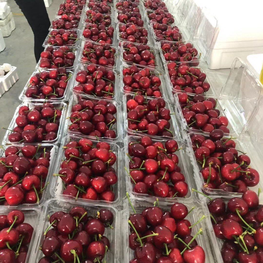 大连田家樱桃美早新鲜水果甜脆包邮现现货顺丰车厘子