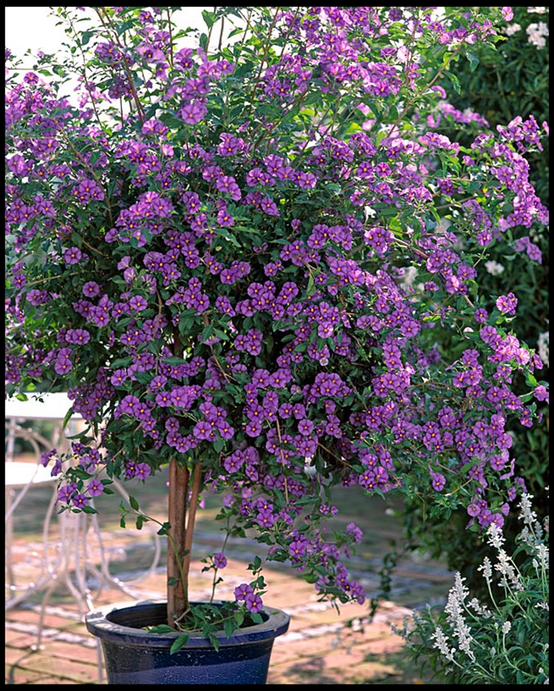 花隐园艺家|蓝花茄 庭院花灌木园艺开花植物盆栽花苗多季勤花期长