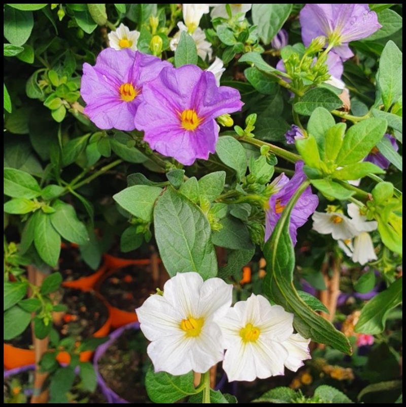 花隐园艺家|蓝花茄 庭院花灌木园艺开花植物盆栽花苗多季勤花期长
