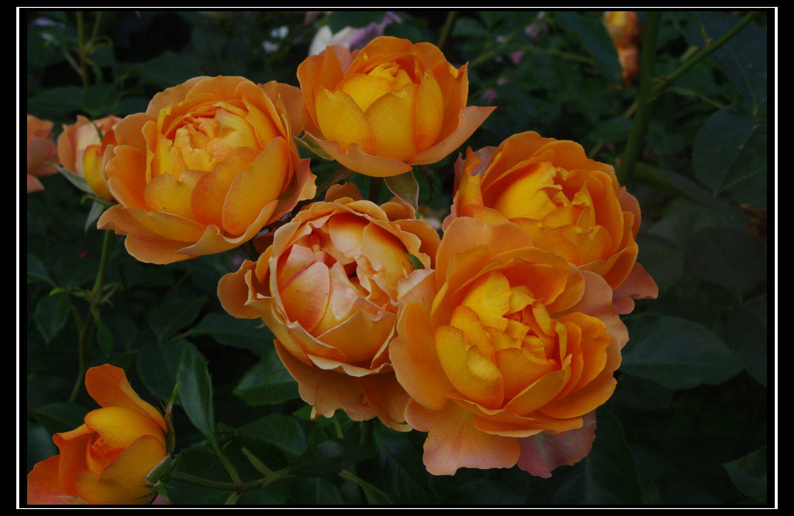 花隐园艺家欧月蜂蜜焦糖多花多季勤花藤本月季玫瑰小苗包对版