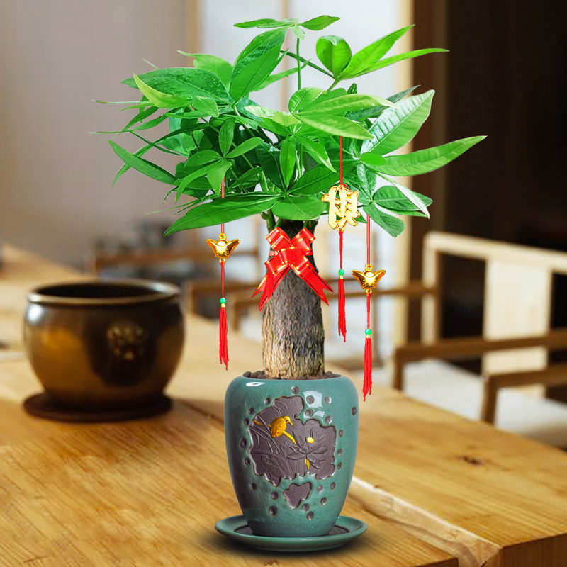 发财树绿植盆栽室内客厅风水招财绿植四季常青开业乔迁送礼金钱树